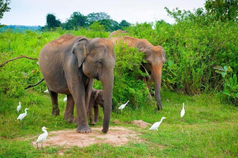 Udawalawe Safari Private Day Trip with Lunch - All Inclusive - The Itinerary: What You Can Expect from Start to Finish