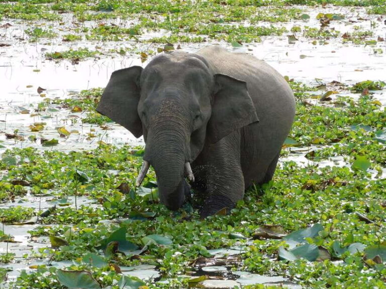 Udawalawe Safari Tour from Hambantota Port (Shore Excursion) - The Sum Up