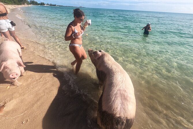 Ultimate SeaXscape Pigs/Turtles/Snorkel/Lunch/Drinks/PU/DO - Key Points