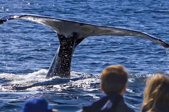 Waitukubuli Dolphin and Whale Watch in Dominica - The Journey Out to the Marine Life