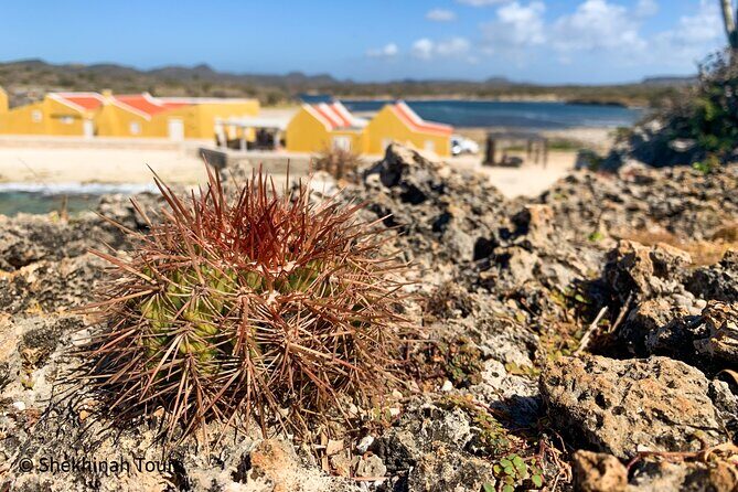 Washington Park Tour with Local Guide on Bonaire - The Bottom Line