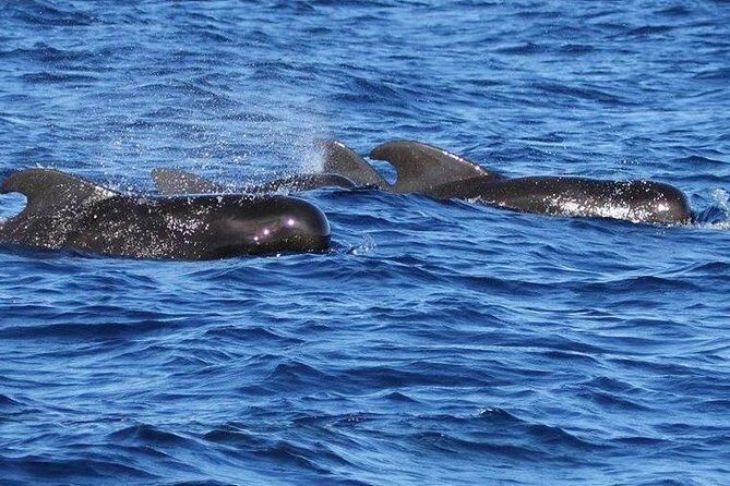 Whale and Dolphin Watching Cruise in St Lucia - Who Should Book This Tour?