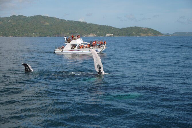 Whale Watching & Limón Waterfall Day Trip - El Limon Waterfall: An Adventurous Hike