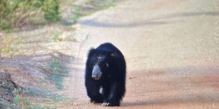 Wilpattu National park - Morning or Afternoon Safari - The Walkthrough of a Typical Day