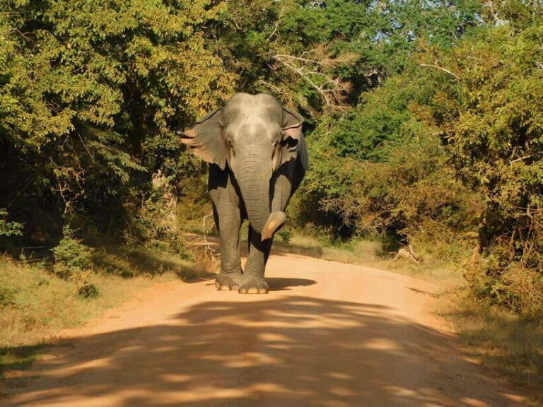 Yala National Park Safari Tours - Half Day & Full Day - Practical Tips for Your Safari