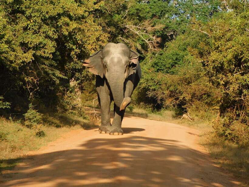 Yala National Park Safari Tours - Half Day & Full Day - Practical Tips for Your Safari