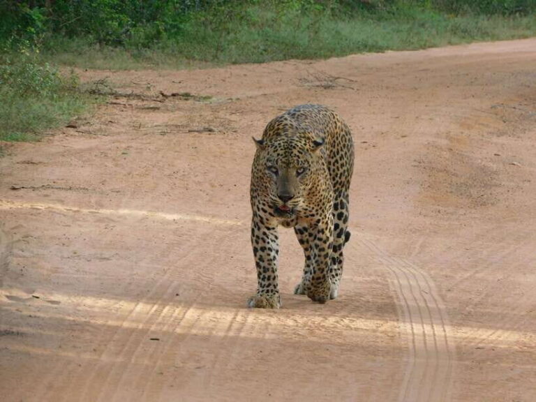 Yala National Park Safari Tours: Morning/Evening/Full Day - Who Will Love This Safari?