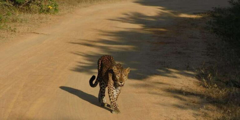 Yala Safari Tour from Hambantota Port area (Shore Excursion) - Practical Details: Quality, Value, and Comfort