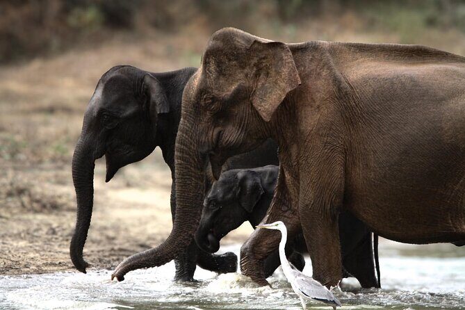 Yala safari Tours Morning /Afternoon /Fullday - Authentic Experiences and Real Traveler Feedback