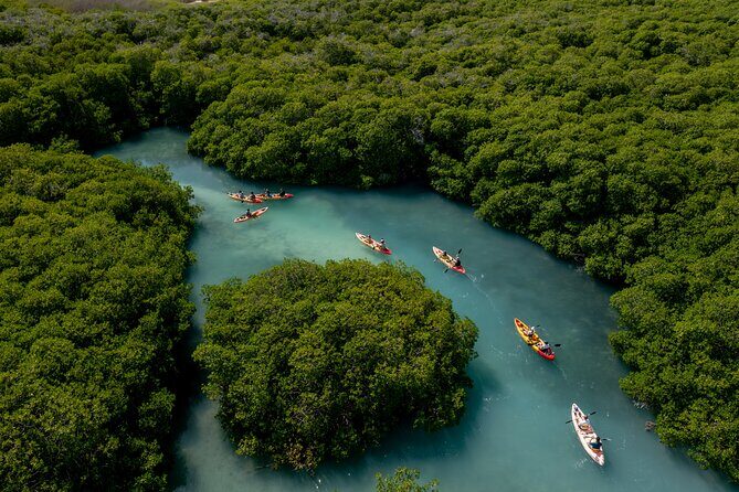 2 Hour Mangrove Kayak and Snorkel Tour - Why This Tour Offers Good Value