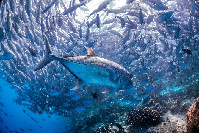 (3 Days) PADI Open Water Diver Course Kota Kinabalu - Why This Tour Offers Good Value