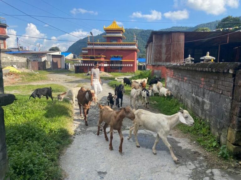 Afternoon Tibetan cultural tour - The Value of the Experience