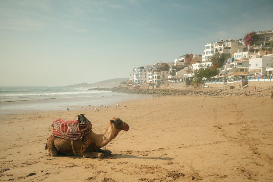 Agadir lone camel on beach