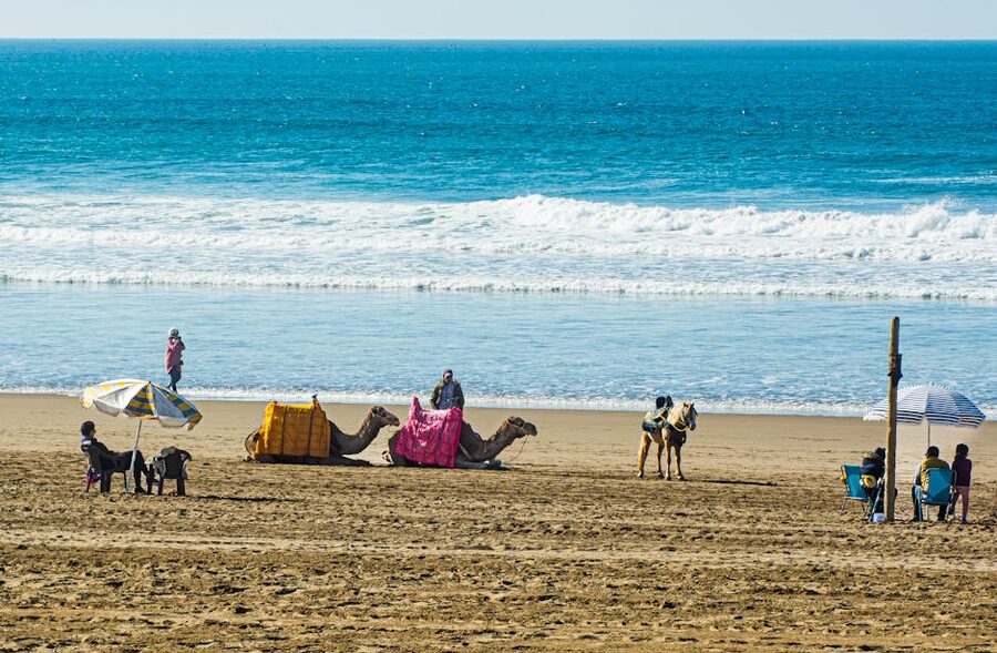Agadir camels on beach