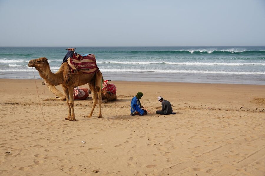 Agadir scenic beach with camels