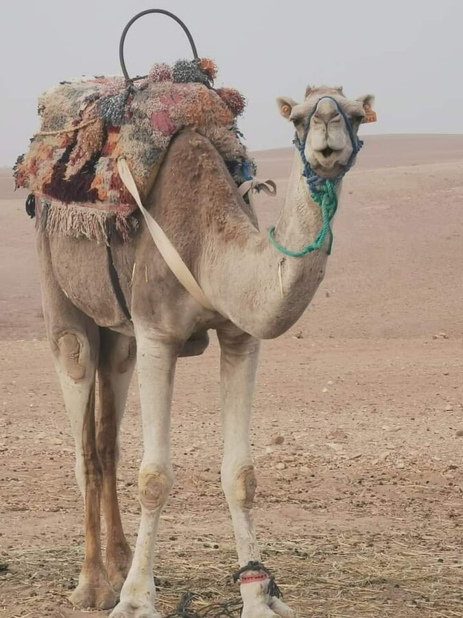 Camel closeup at Agafay Desert