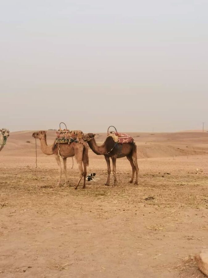 Line of camels at Agafay Desert