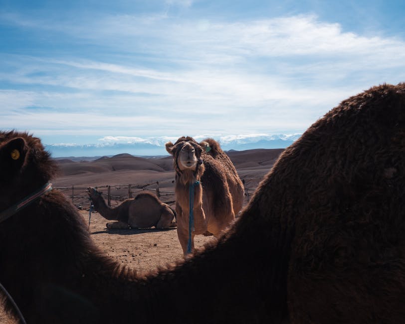 Camels resting in Agafay under blue sky