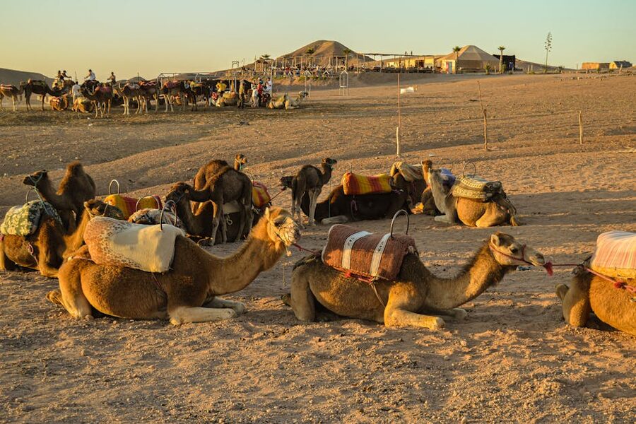 Camels at sunset Agafay with riders