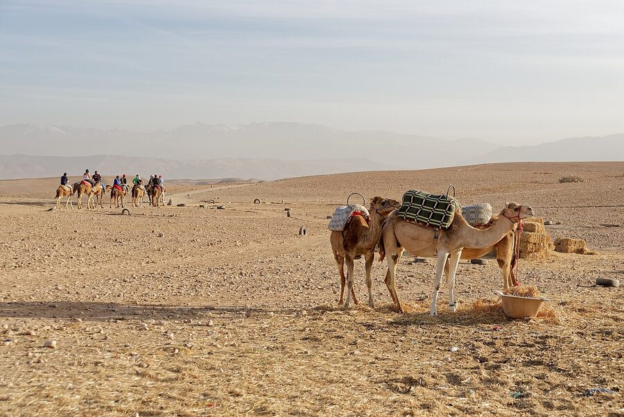 Dromedaries group at Agafay Desert