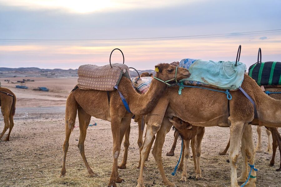 Saddled camels ready for desert journey Agafay