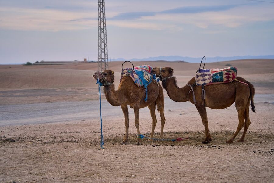 Two camels with colorful saddles near Marrakech