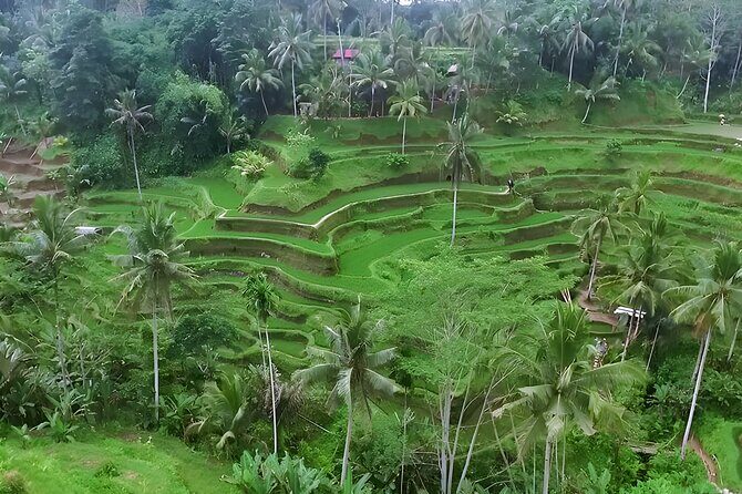 Amazing Bali Swing Experience with Ubud Full Day Tour - Who Will Love This Tour?