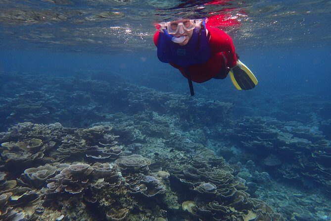 Anilao Snorkel Safari: Explore the Amazing Underwater World - Authentic Experiences and Traveler Insights