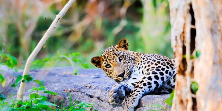 Anuradhapura: Full-Day Wilpattu National Park Private Safari - FAQ
