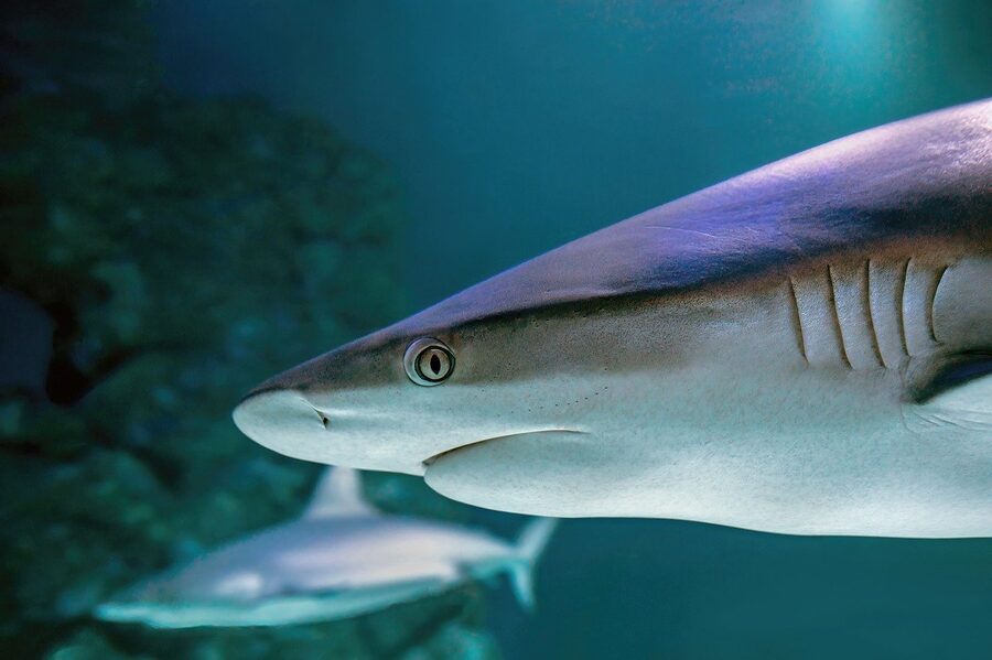 Shark swimming in large aquarium tank underwater