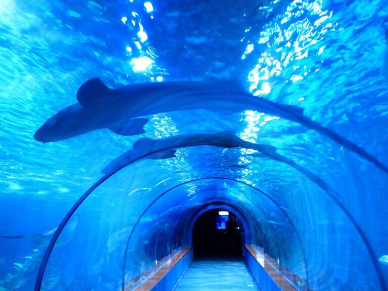 aquarium tunnel fish underwater