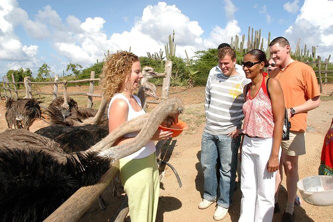 Aruba Ostrich Farm Tour with Lunch - What You Should Know Before Booking