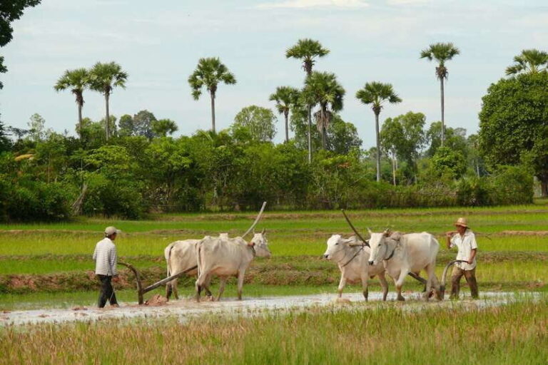Back to Basics: Siem Reap Village Tour in Cambodia - Who’s This Tour For?