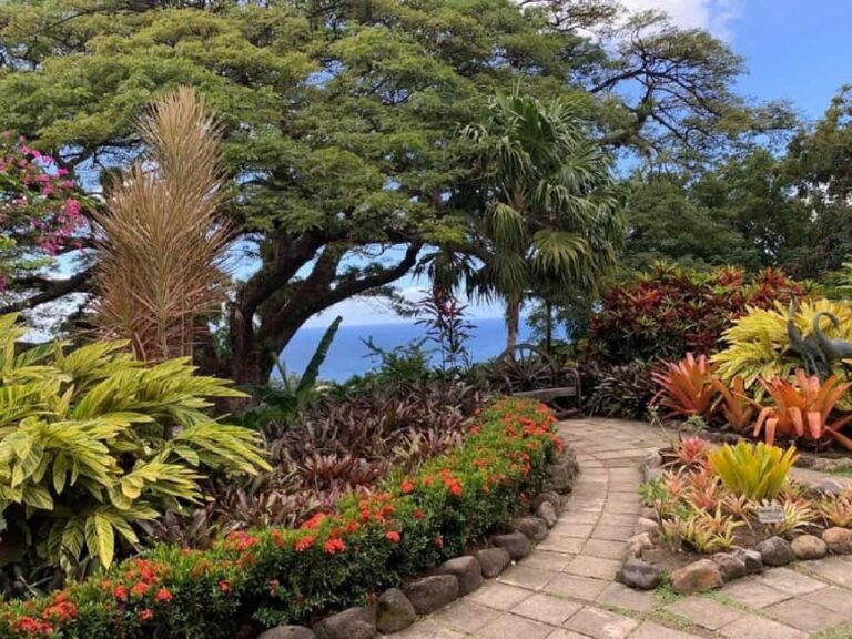 Basseterre: Plantation and Beach Extravaganza - Real Traveler Feedback: Insights from Guests