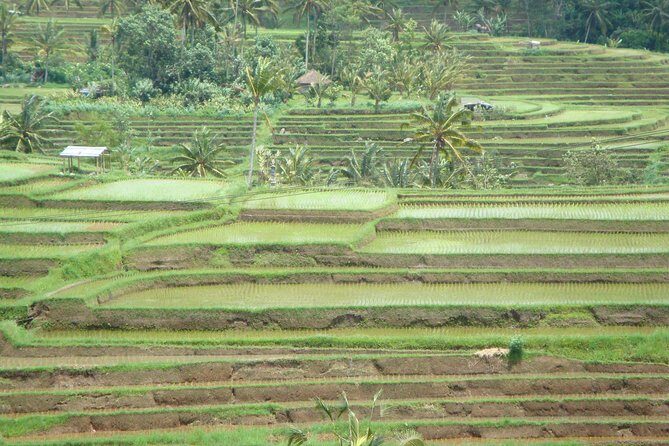 Bedugul Cultural Private Tour - Exploring Bali’s Heart: What the Bedugul Tour Offers