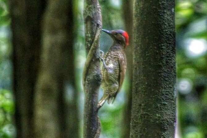 Bird Watching Tours - An In-Depth Look at the Tour Experience