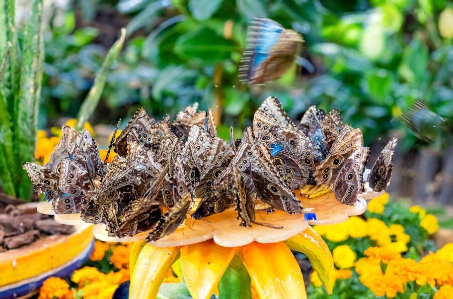 Blue Morpho butterflies on floral surface at Dubai Butterfly Garden