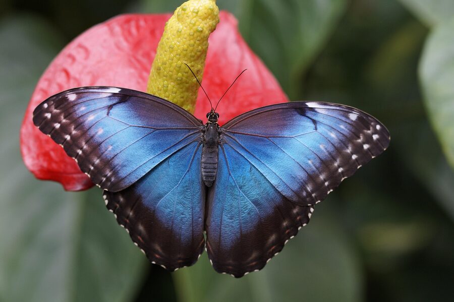 Blue Morpho butterfly perched on pink flower