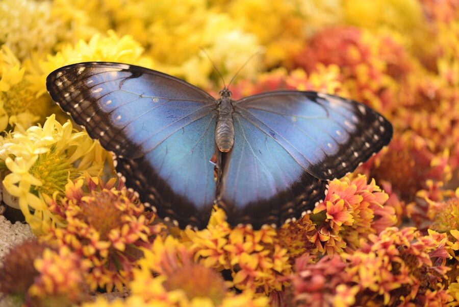 Blue Morpho butterfly resting on colorful flowers