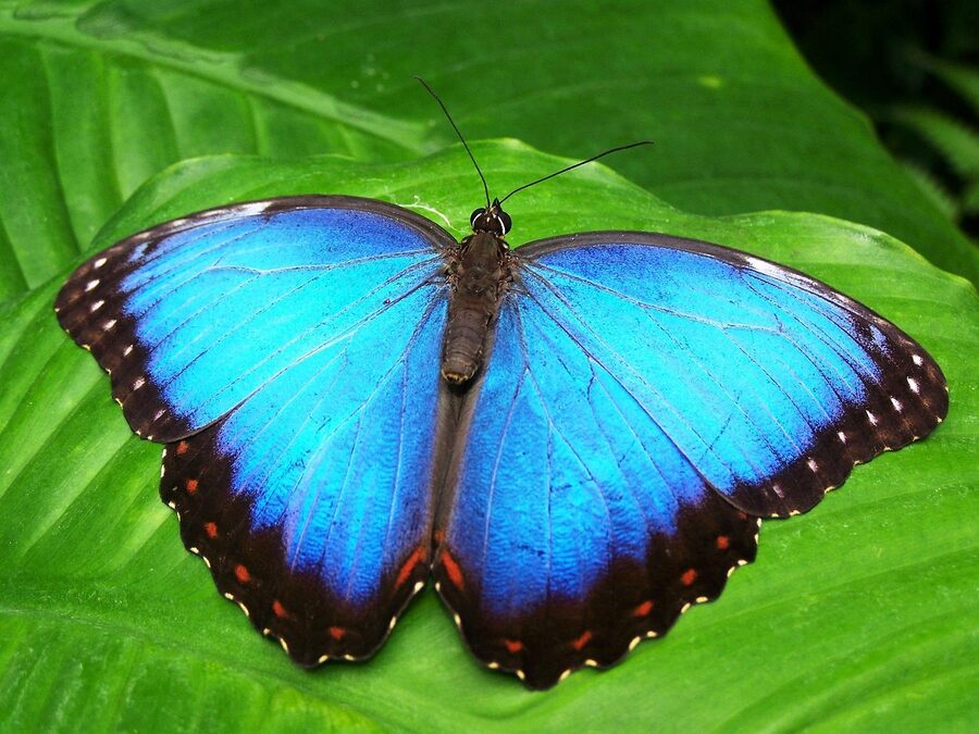 Blue Morpho Peleides butterfly showing brilliant blue wing pattern