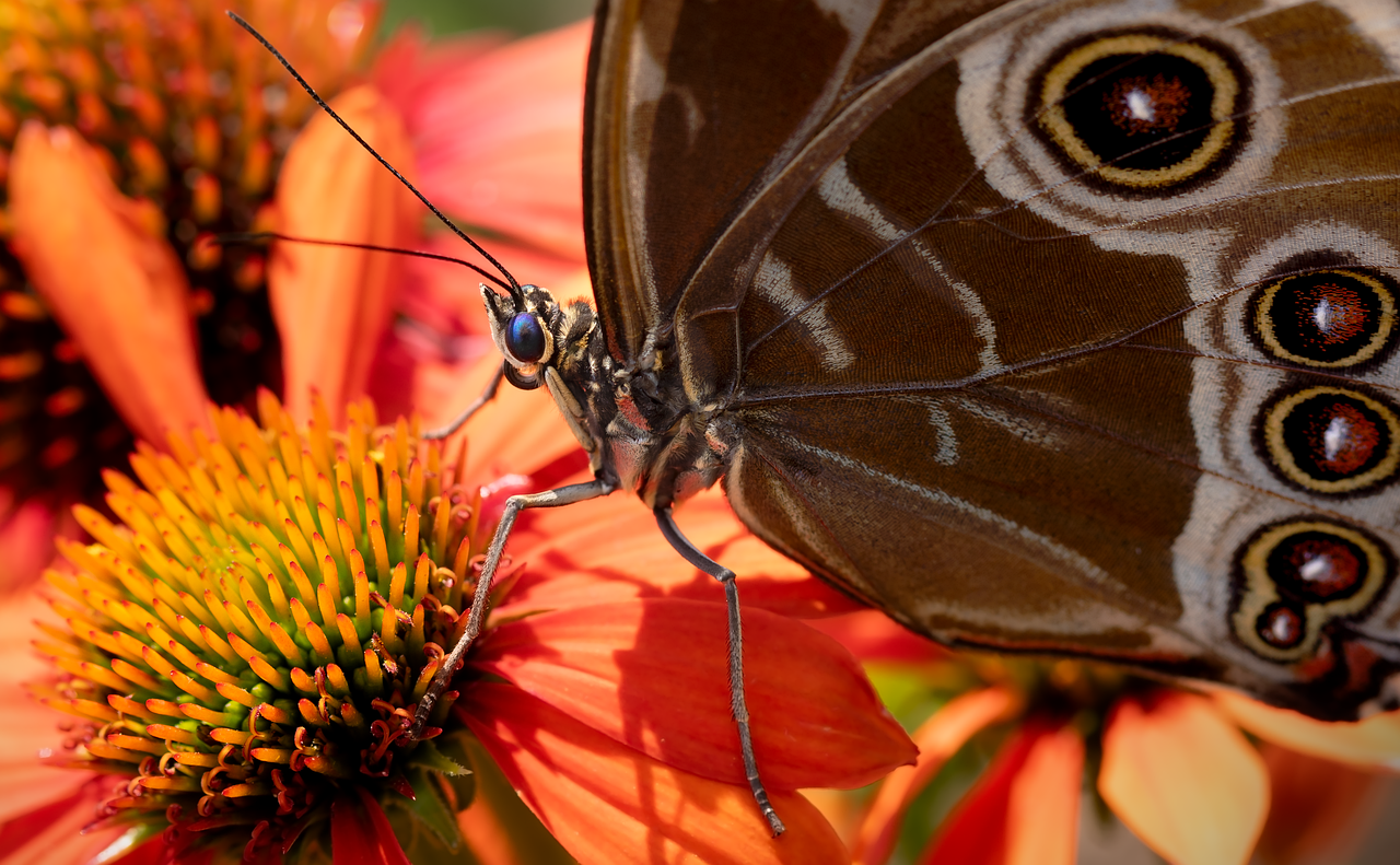 Blue Morpho butterfly during pollination on tropical plant