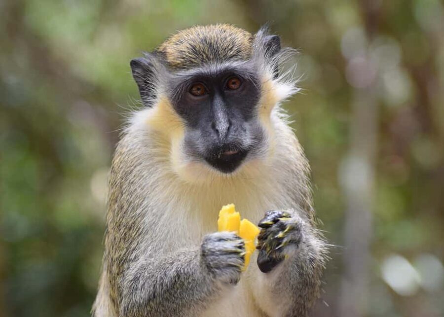 Bridgetown: Wildlife Reserve Tour and Carlisle Bay Cruise - The culinary highlight: Barbadian Lunch