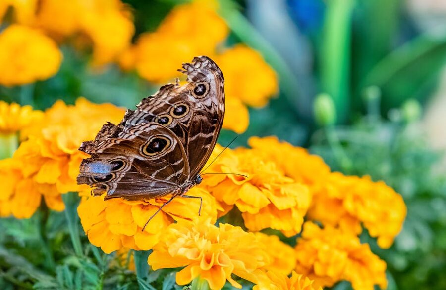 Brown butterfly resting on marigold flowers at Dubai garden