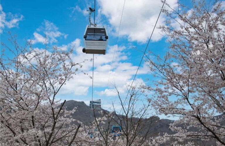 Busan: Hidden Gem Geoje & Oedo Botania Island & Cable car - Why This Tour Is a Great Choice
