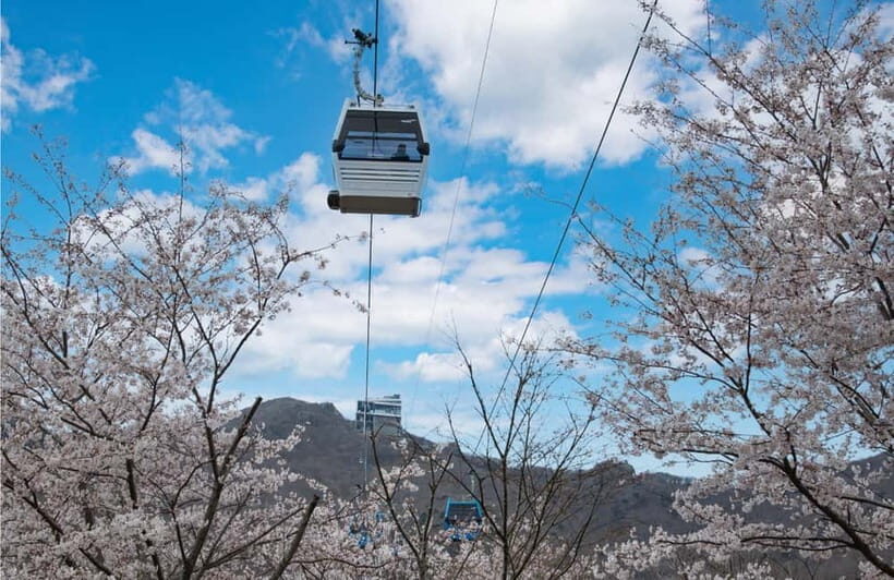 Busan: Hidden Gem Geoje & Oedo Botania Island & Cable car - Why This Tour Is a Great Choice