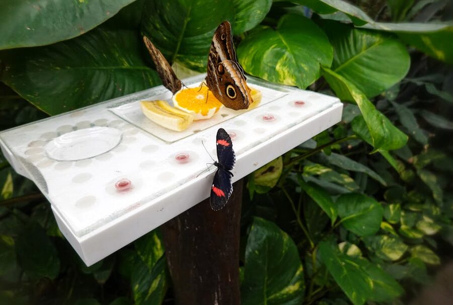 Multiple colorful butterflies feeding on sliced fruit in garden