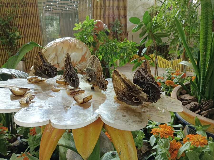 Interior of Dubai Butterfly Garden dome with lush tropical plants and pathways