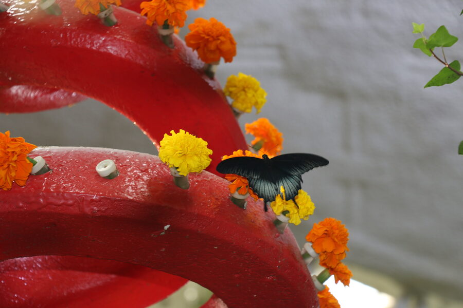 Dubai Butterfly Garden walkway through tropical dome with butterflies