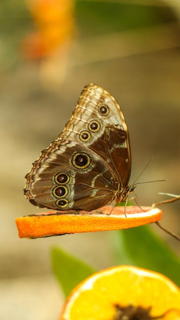 Butterfly feeding on orange slice in close-up detail