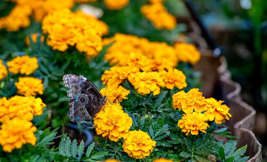 Butterfly resting on yellow marigold flowers at Dubai garden